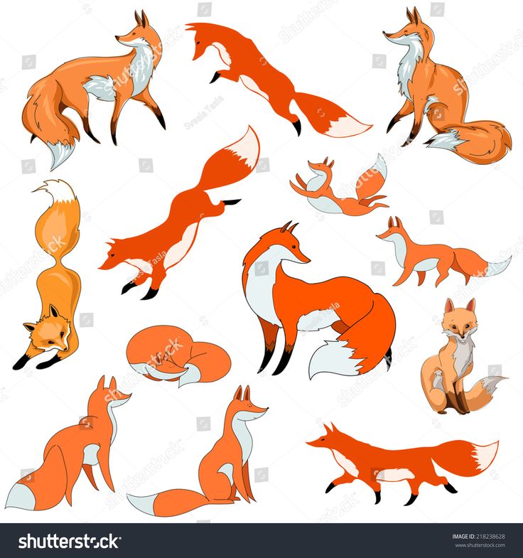 a set of foxes in different poses