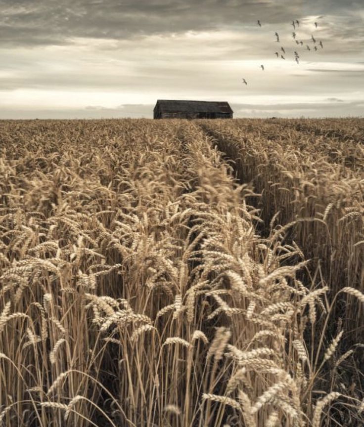 an old barn in the middle of a wheat field