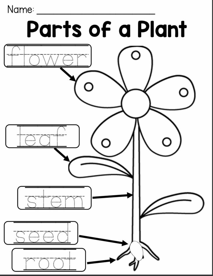 parts of a plant worksheet for kids to practice their handwriting and writing skills