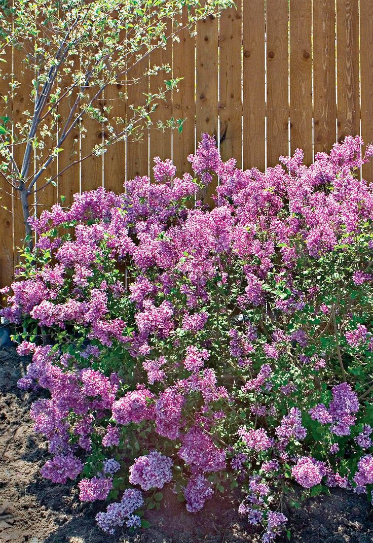 purple flowers are blooming in front of a wooden fence and shrubbery behind the fence