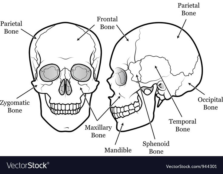 diagram of the human skull and bones with labels on each side, labeled in text