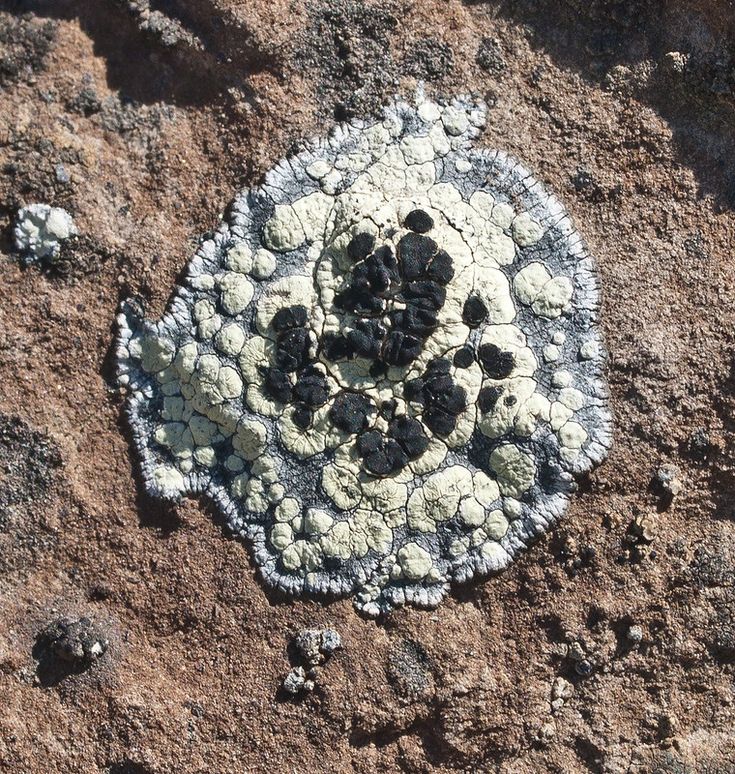 a white and black piece of rock with small rocks around it on top of dirt