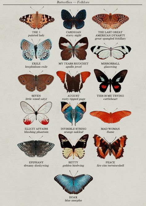 the different types of butterflies are shown in this poster, which shows them all different colors and sizes