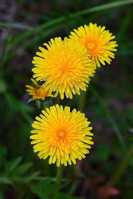 two yellow dandelions with green leaves in the background