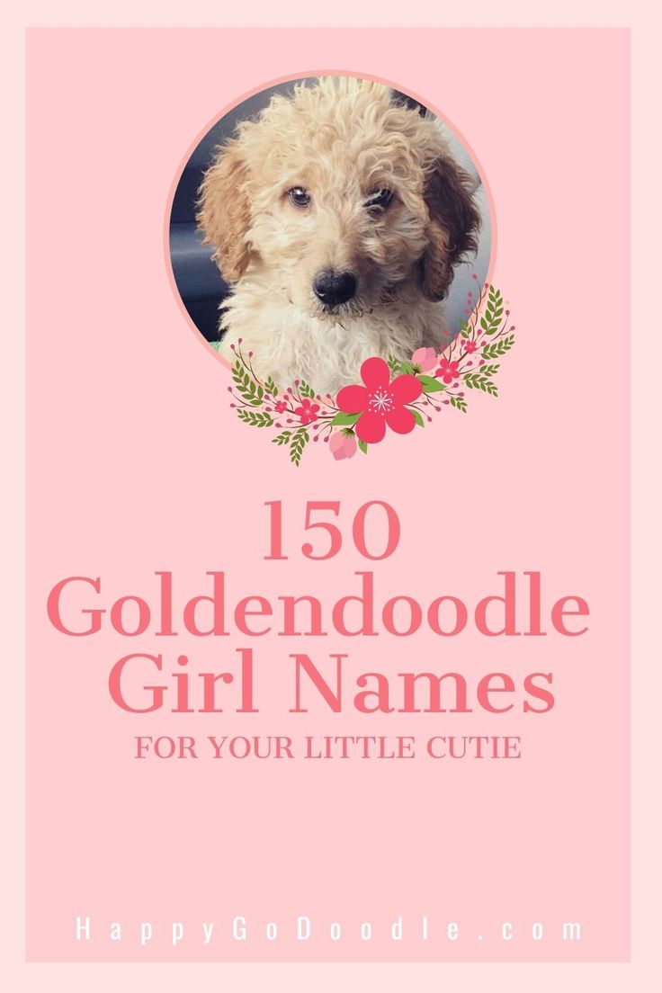 a dog with flowers on it's head and the words goldendoodle girl names for