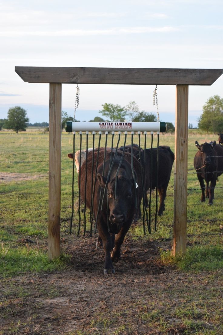 cows are standing in the grass behind a fence