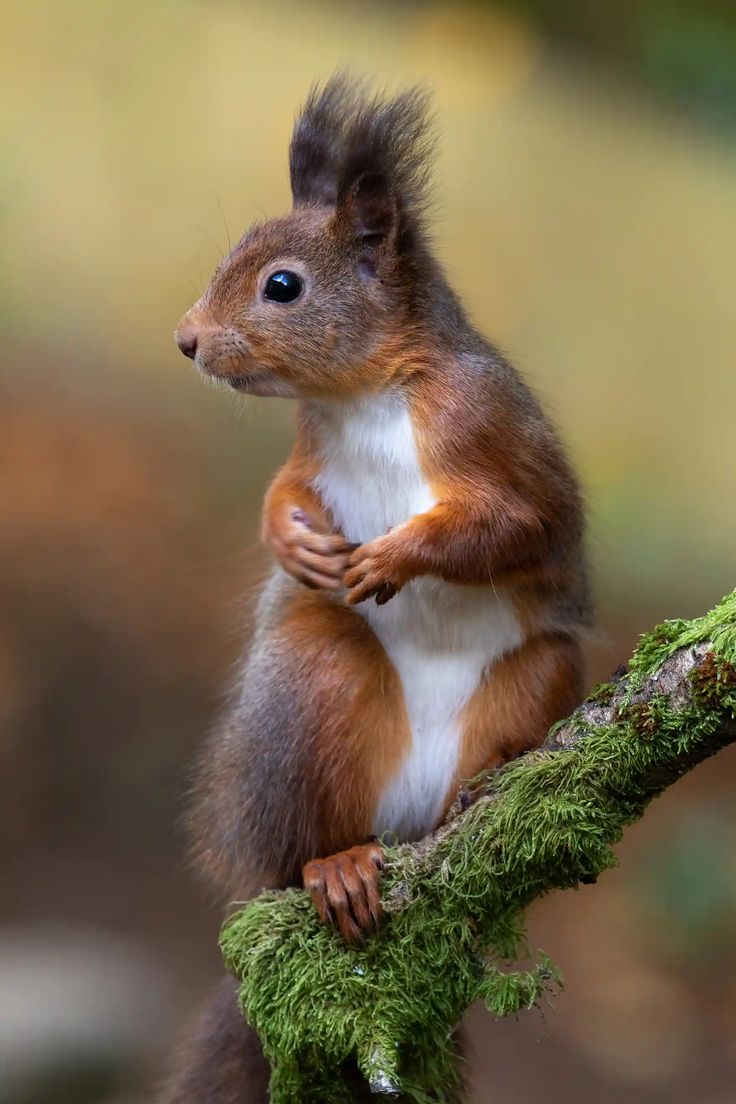 a red squirrel sitting on top of a tree branch