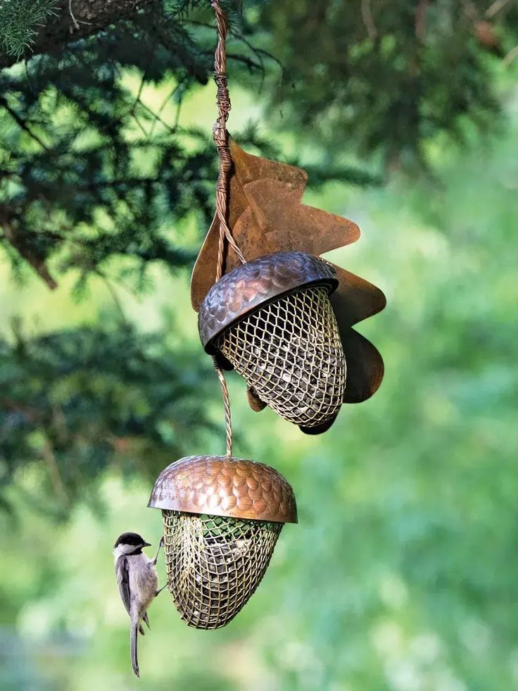 two bird feeders hanging from a tree branch