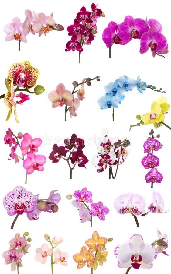 various types of orchids in different colors and sizes on a white background with clipping