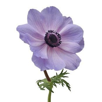 a single purple flower is shown on a white background