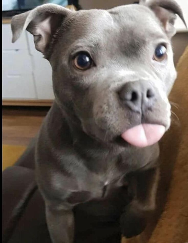 a gray dog with its tongue hanging out