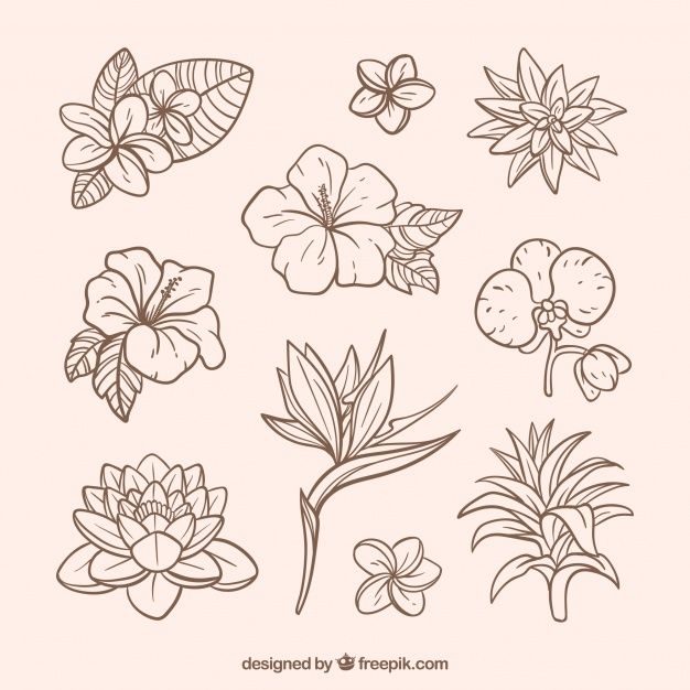 flowers and leaves drawn in line on a white background