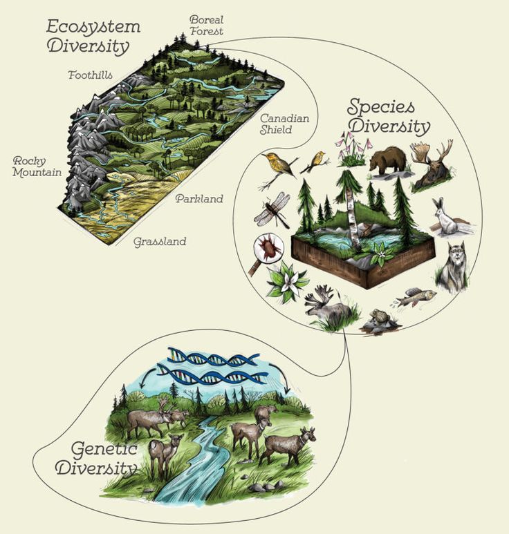 an image of different types of animals in the land and water, with words describing them