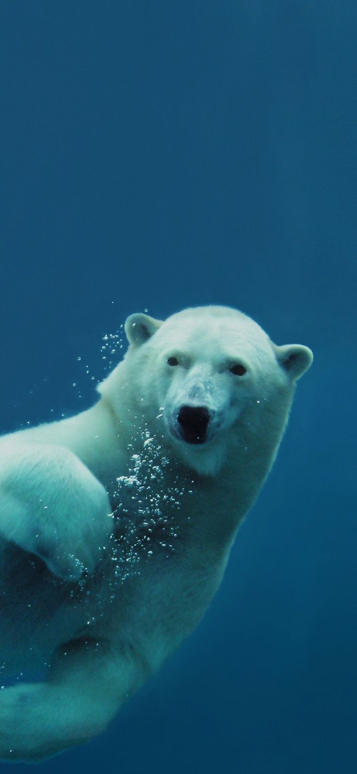 a polar bear swimming in the water