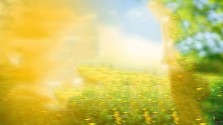 blurry photograph of trees and yellow flowers