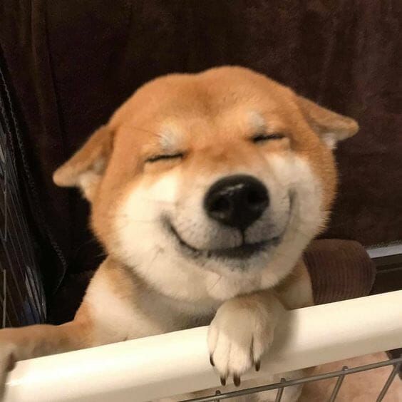 a brown and white dog laying on top of a metal basket next to a wall