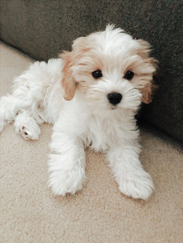 a small white dog laying on top of a carpeted floor next to a wall