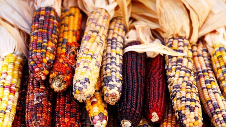 corn on the cob in different colors and patterns