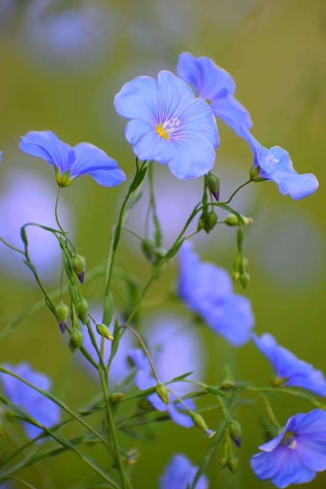 blue flowers with green stems in front of a blurry background on a sunny day