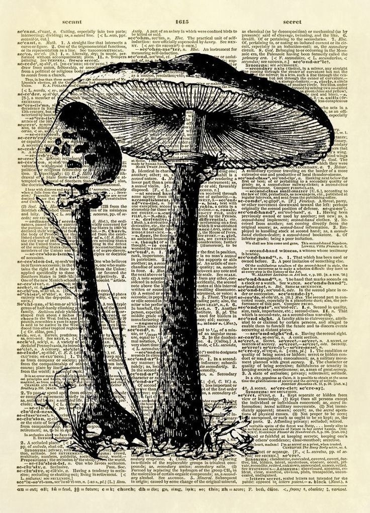 two mushrooms on an old book page