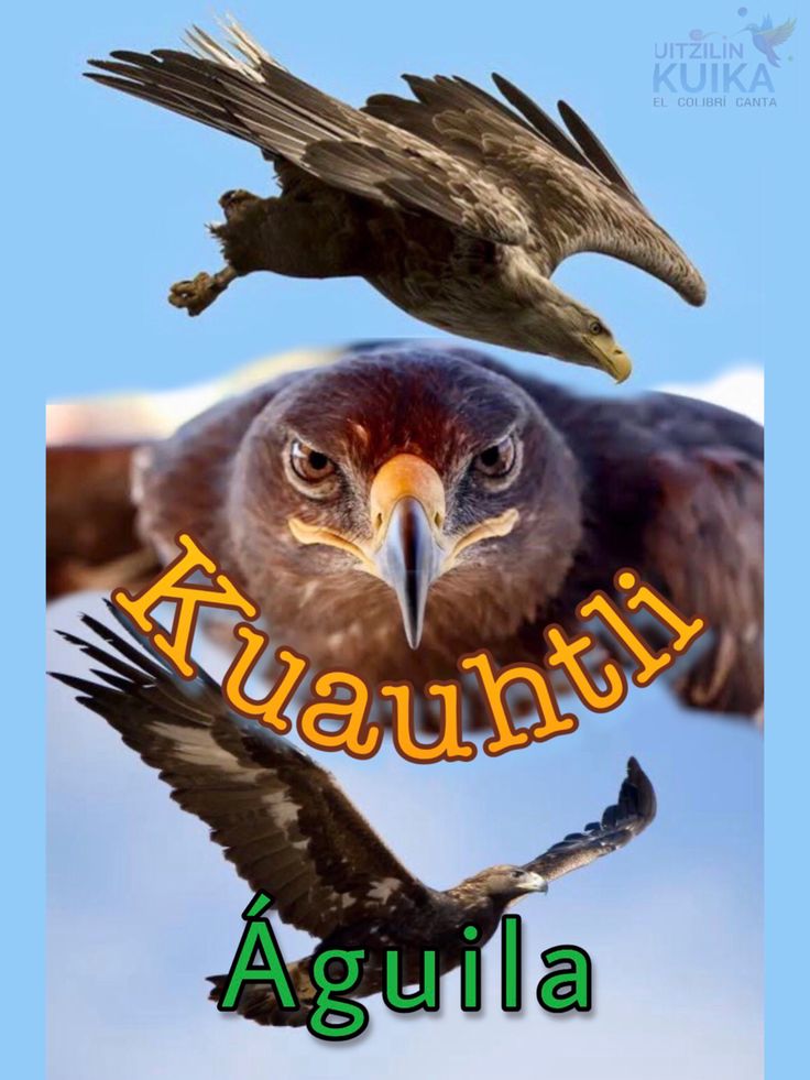 Águila ~ Kuauhtli ? | Aguila, Aztecas