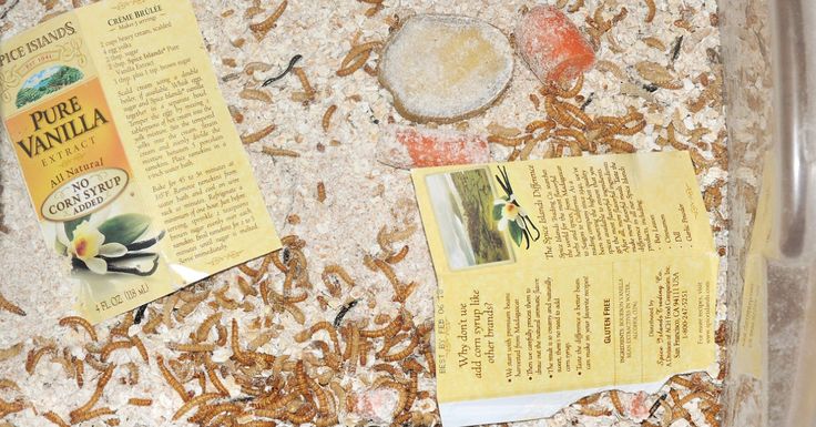 the contents of a bird seed box are shown in this image, including an envelope and seeds