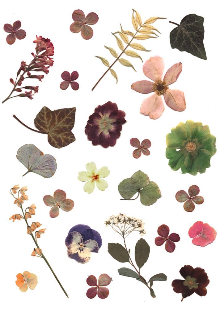 an assortment of flowers and leaves on a white background