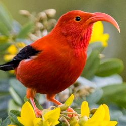 a red bird is perched on top of yellow flowers