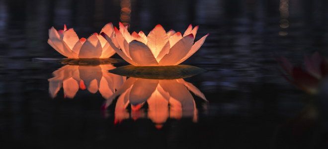 two water lilies floating on top of a body of water next to each other