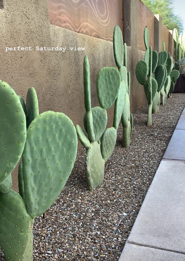 several cactus lined up along the side of a building