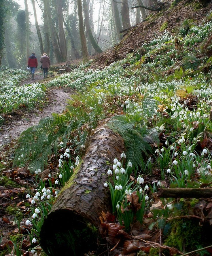 two people walking down a trail in the woods with snowdrops on the ground