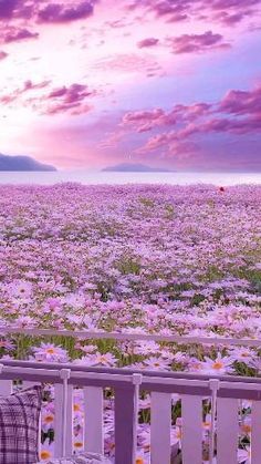 purple flowers are blooming in the field next to a white fence and railings