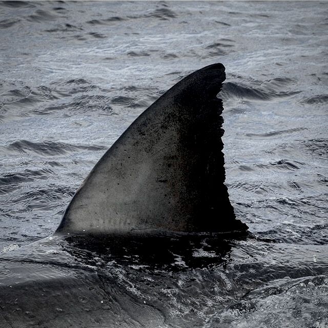 a large shark swimming in the ocean with it's fin sticking out from the water