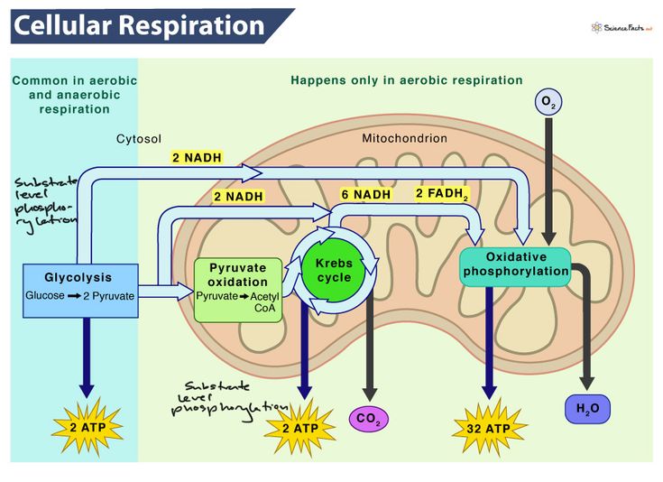 the diagram shows how cell membranes work