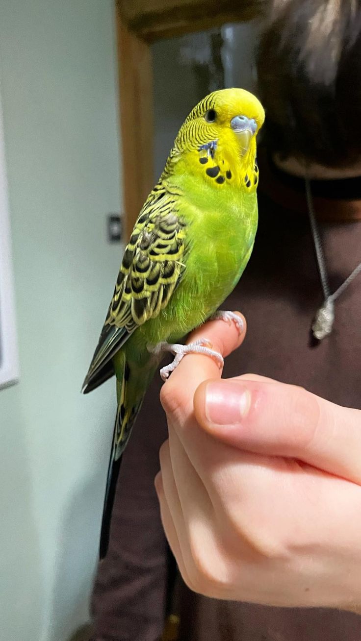 a person holding a green bird in their hand