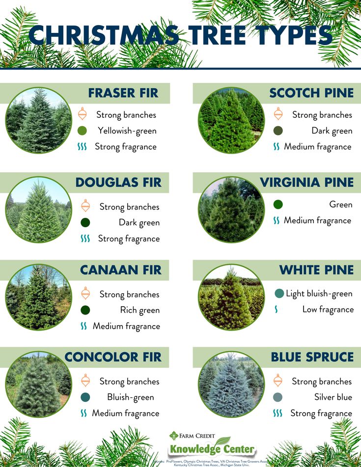 christmas tree types and their names