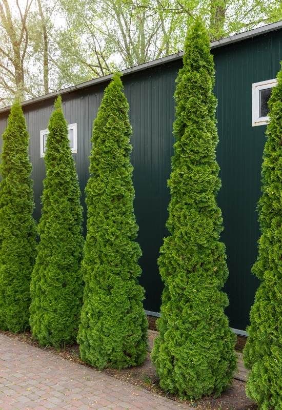 some very pretty green trees by a building