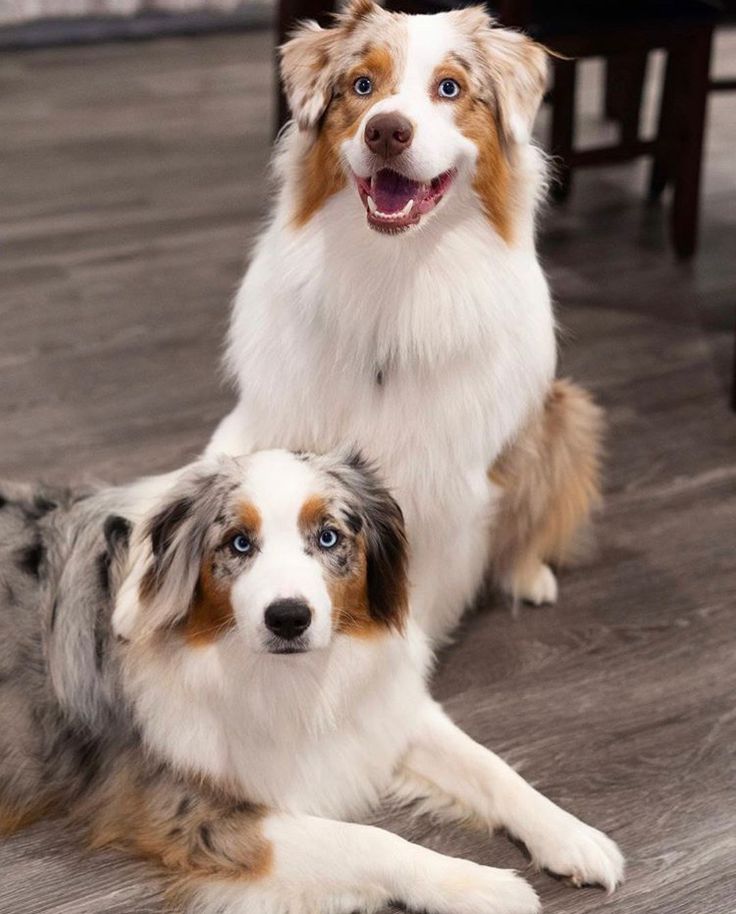 two brown and white dogs sitting next to each other