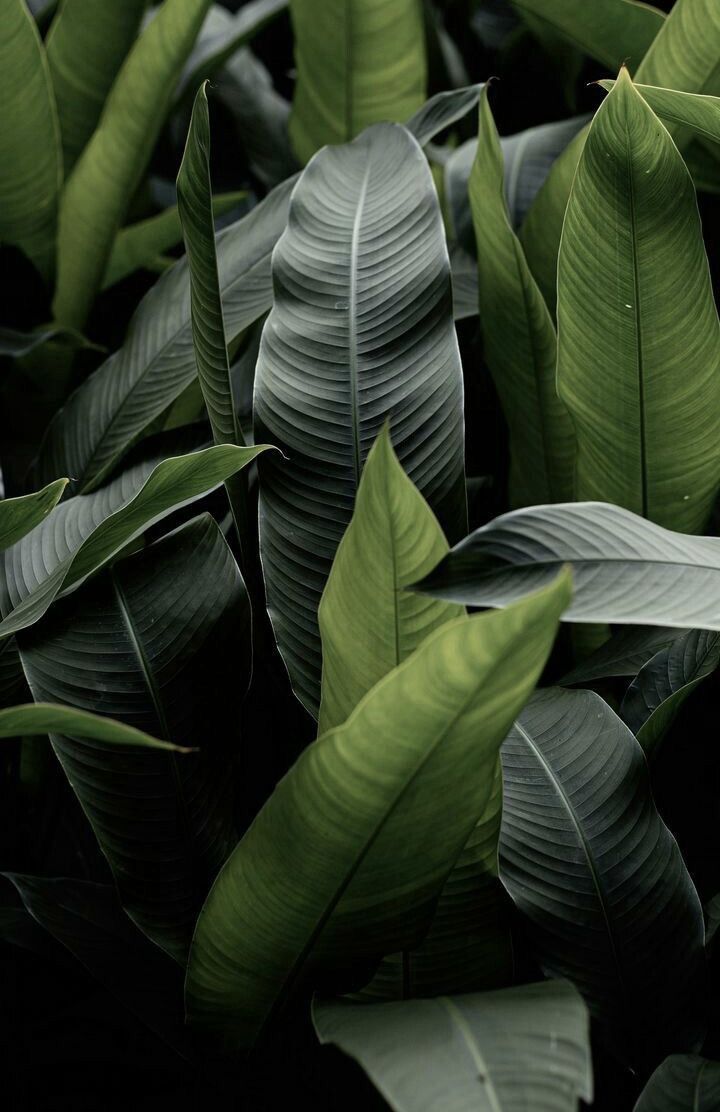 green and white leaves are in the dark