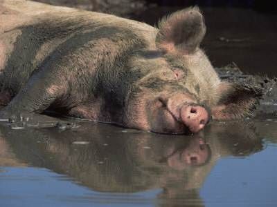 an animal that is laying down in the water with it's head above the water