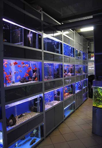 an aquarium filled with lots of fish inside of a room next to a counter top