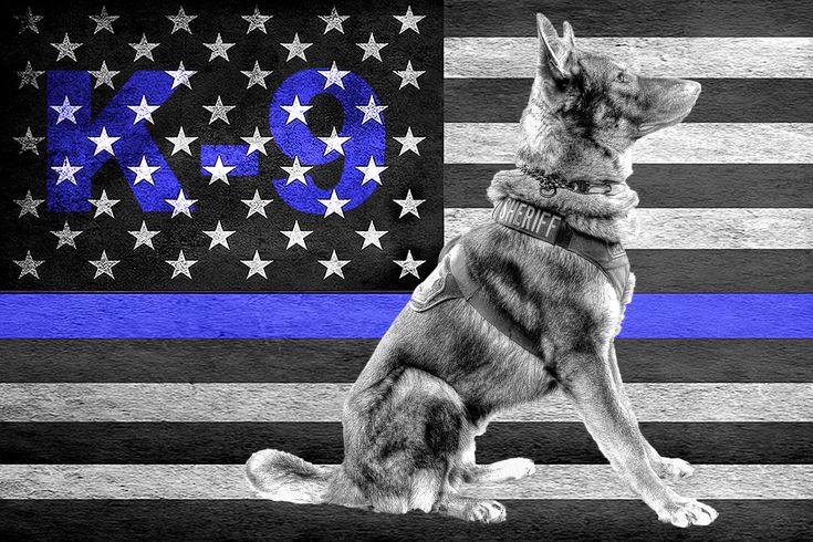 a dog sitting in front of an american flag with the k9 logo on it