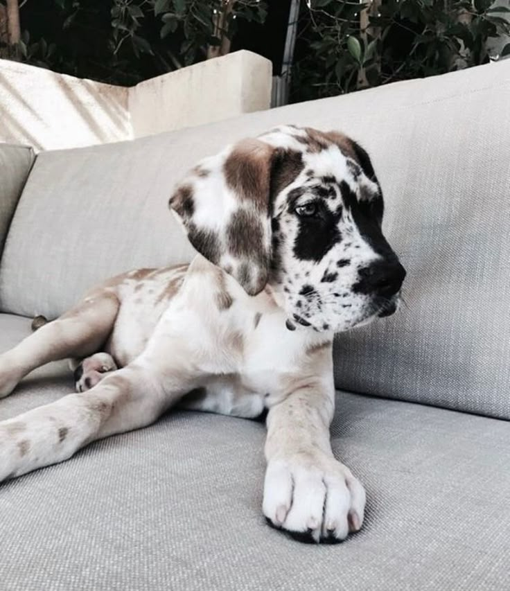 a dog laying on top of a white couch