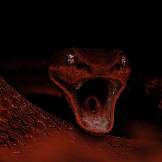 serpent, snake, reptile, wildlife, scary, animal, tongue, creepy, python, toxicant, danger, fear, feather boa, dark, viper Separation Spell, Daena Targaryen, Psychological Help, Revenge Spells, Arte Grunge, Feeling Weak, Sendai, He Or She, In A Hurry