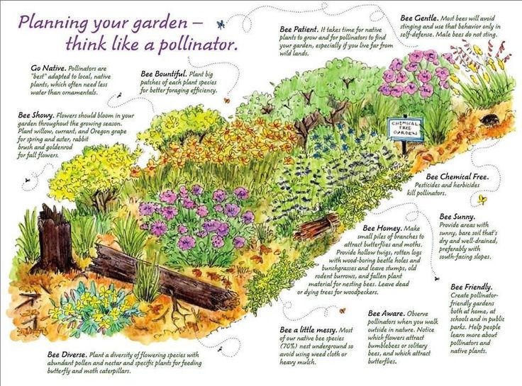 an illustrated garden with flowers and plants on it's sides, labeled in information