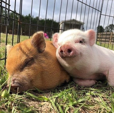 two small pigs cuddle together in the grass