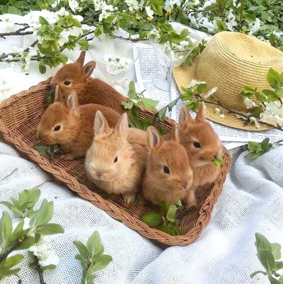 four rabbits sitting in a basket on a table next to flowers and a straw hat