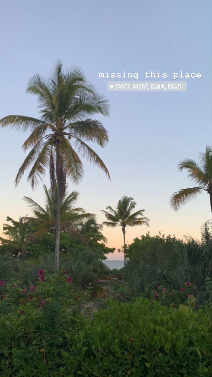 palm trees and bushes are in the foreground as the sun sets over the ocean