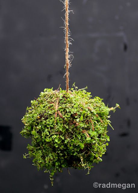 a plant hanging from a rope in front of a black wall