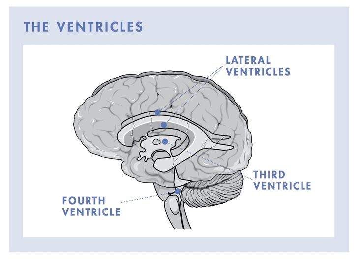 Choroid Plexus, The Brain, Plexus Products, Brain